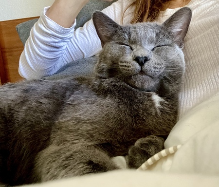 Entry image for Nacho (previously Thomas). Clicking this image will show a larger photo