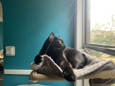 Entry image for Westley the Dread Pirate Roberts. Clicking this image will show a larger photo