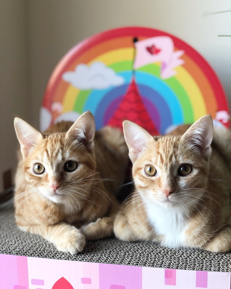 Entry image for Binx and Ashoka. Clicking this image will show a larger photo