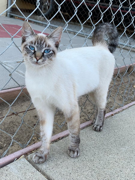 Entry image for Pipi. Clicking this image will show a larger photo