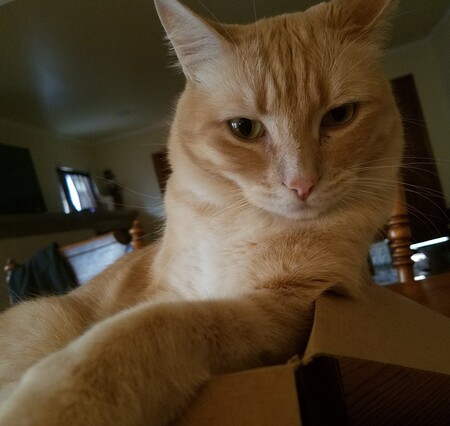 Entry image for Canelo. Clicking this image will show a larger photo