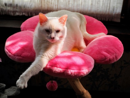 Entry image for Leeloo. Clicking this image will show a larger photo