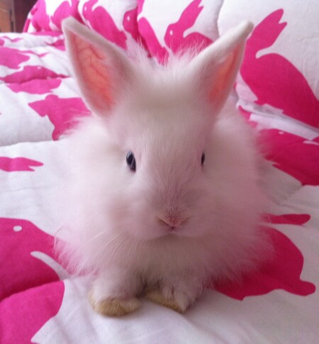 Tribble