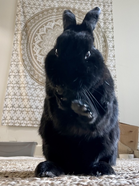 Klaus 