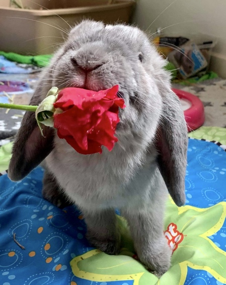 Mr Elvis Parsley 
