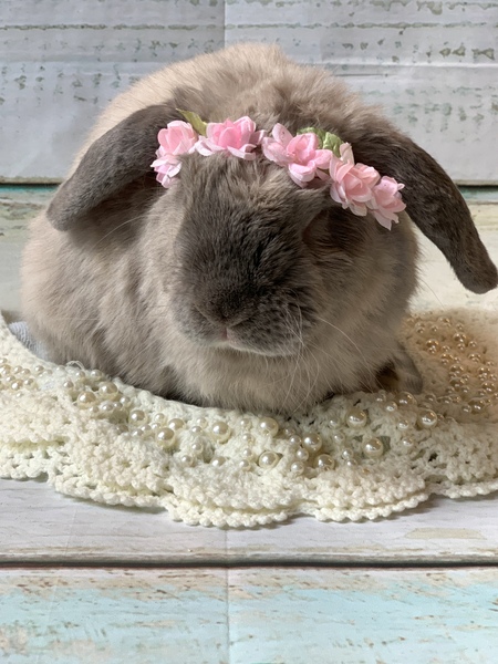 Mr Elvis Parsley 