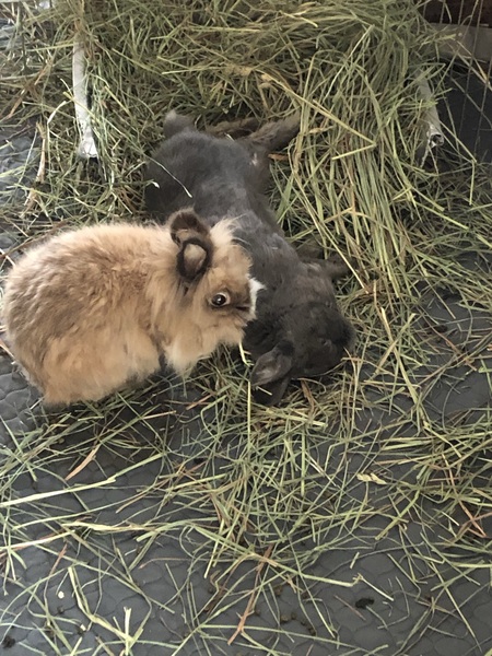Bixx & Dudley
