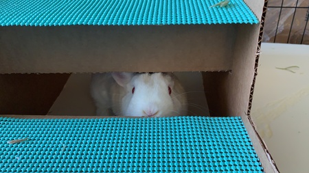 EverQuill Natsukashii - The Stare