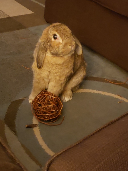 Benjamin Bunny