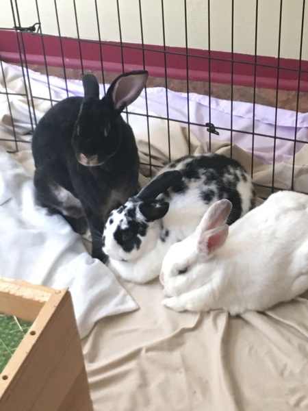 Brandon, Aspen, Whitney 