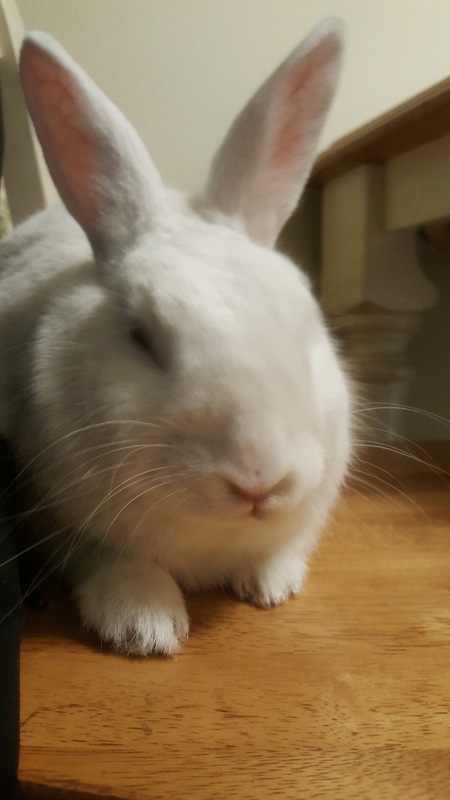 Alice 
