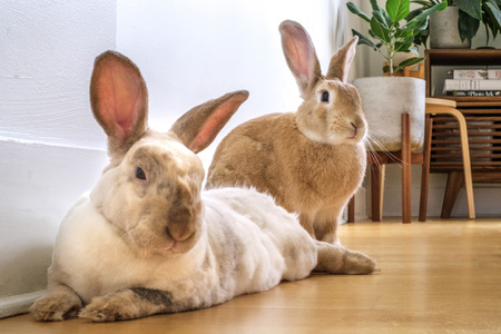Ollie & Taffy
