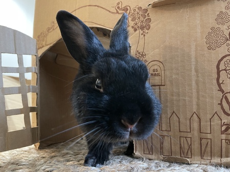 Klaus 
