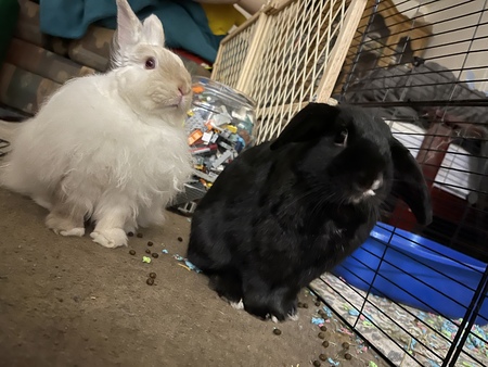 Lennon And Yoko