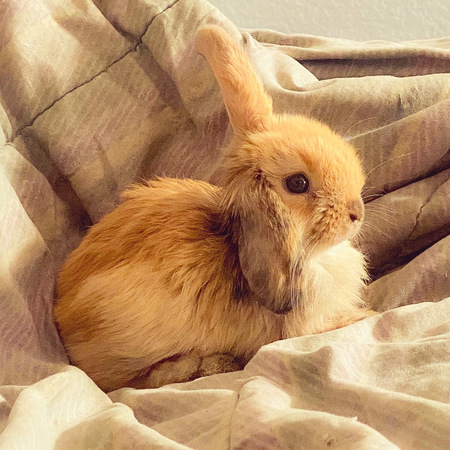 Simba