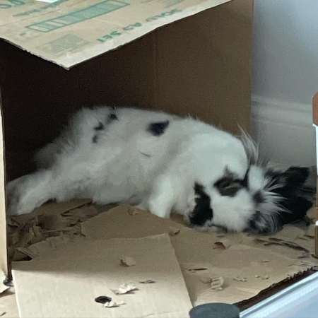 Basil