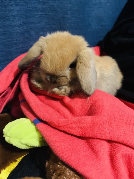Sammy
