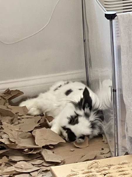 Basil