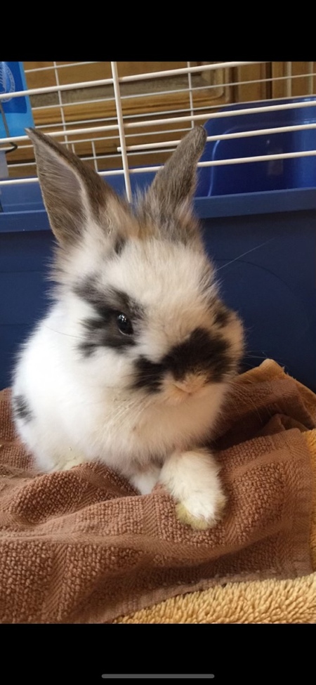 Basil 