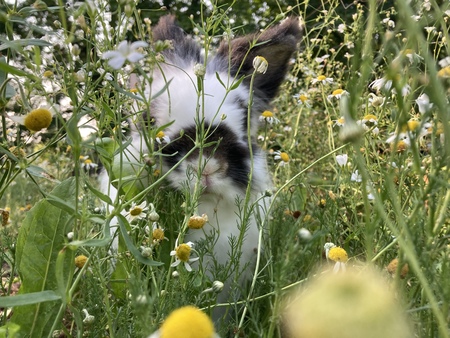 Basil 