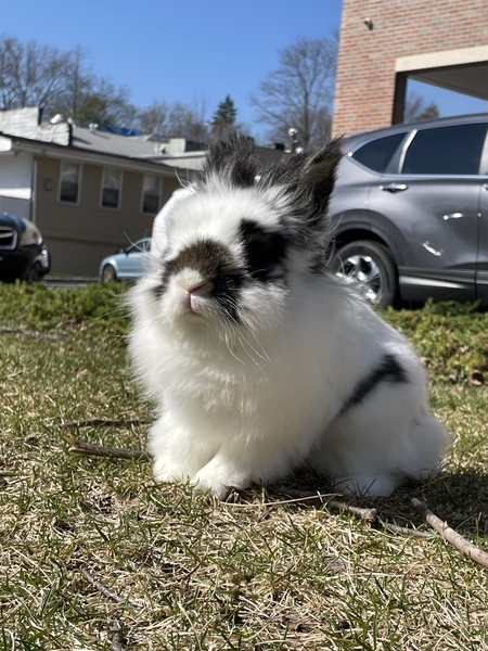 Basil 