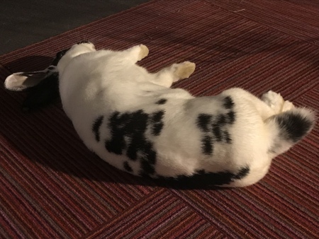 Miss Moo 