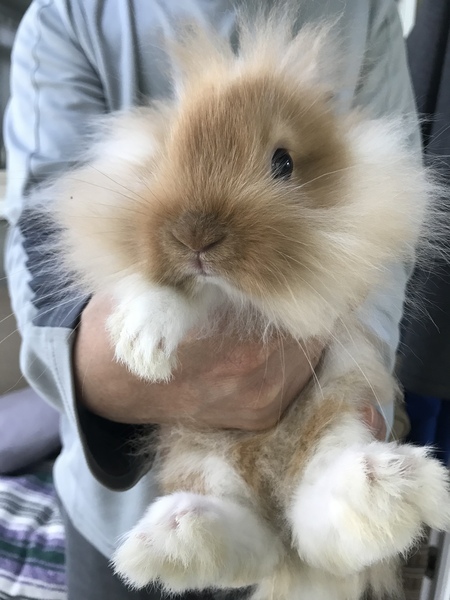 Simba