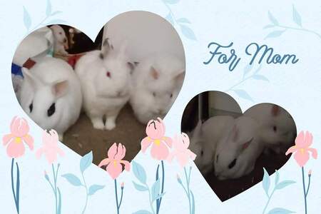 Mellow, Thumper and Meadow 