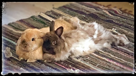 Bear and Elphy