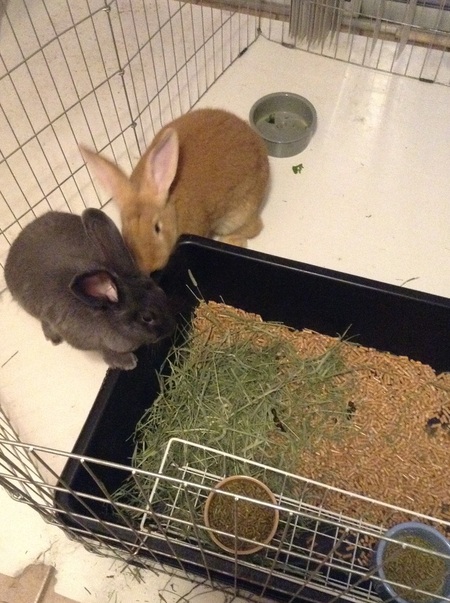 Bella Blue and Basil
