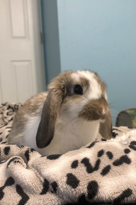 Baby Ari