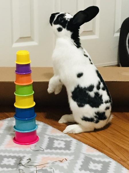 Little cow