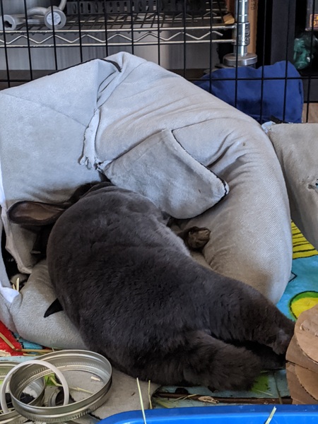 Attila the Bun
