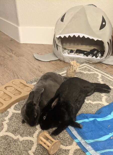 Attila the Bun & Freya