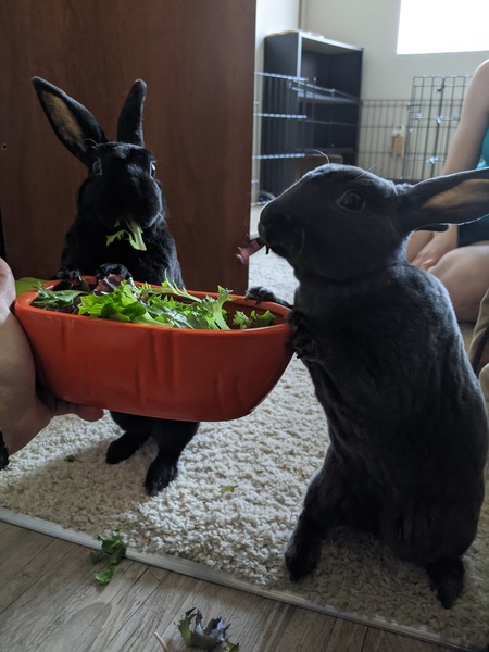 Attila & Freya