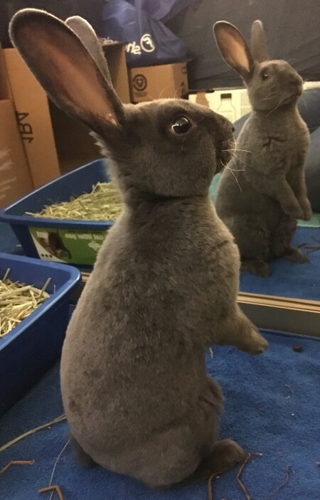 Attila the Bun