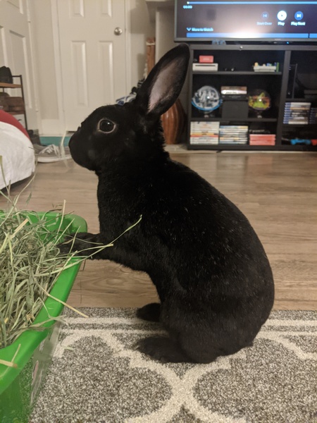 Freya