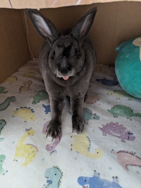 Attila the Bun
