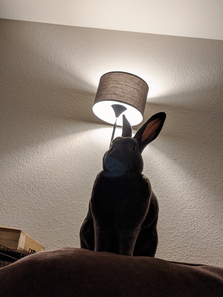 Attila the Bun