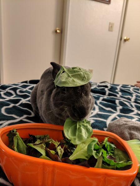 Attila the Bun