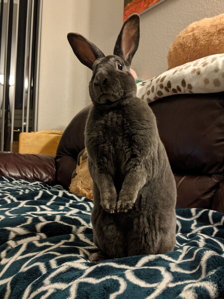 Attila the Bun