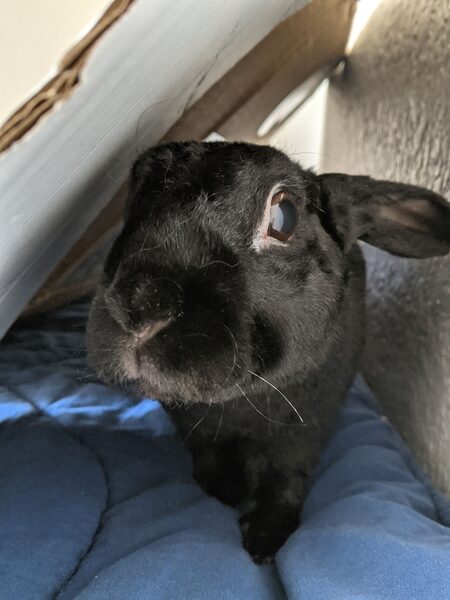 Freya