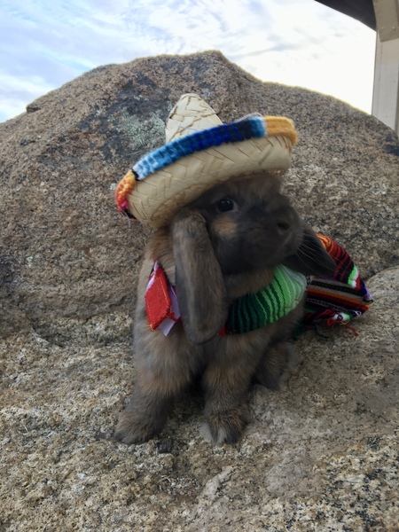 Princess Penelope Cinna-Bun the 1st; or Bun Bun for Short