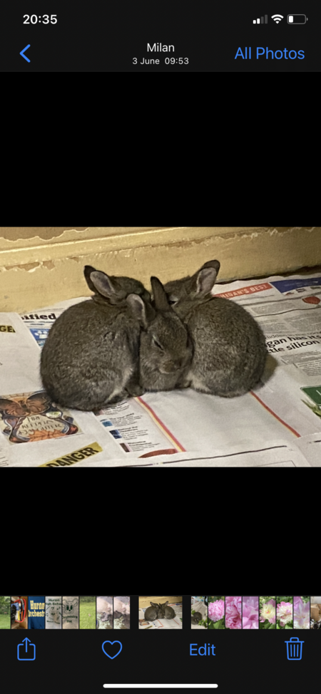 Hope's babies