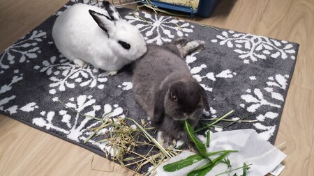 Chloe and Bubba