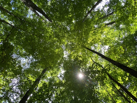 Green Heaven