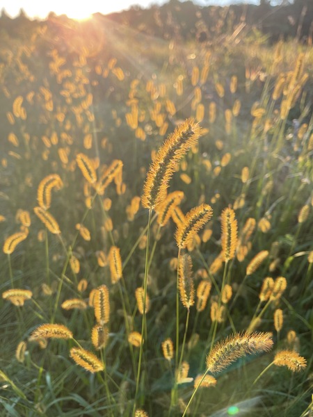 Golden Grass
