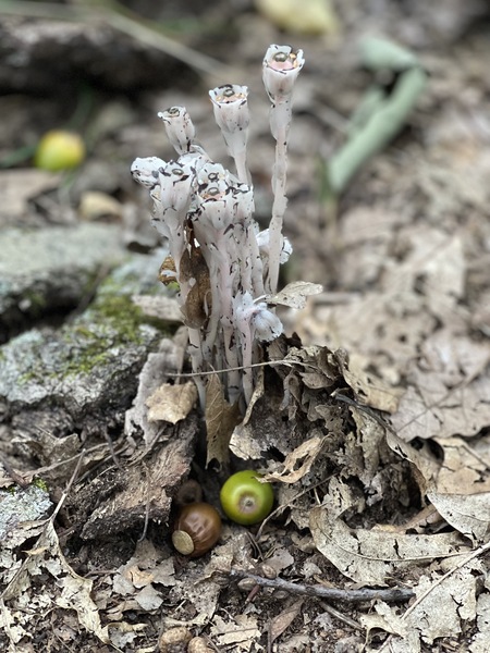 Ghost Plant & Acorns
