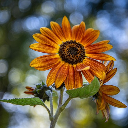 Late Bloomer