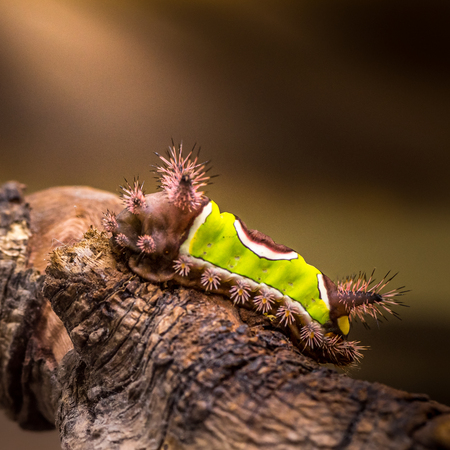 Alien invades Caterpillar!